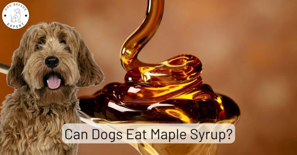 Can dogs eat maple syrup?