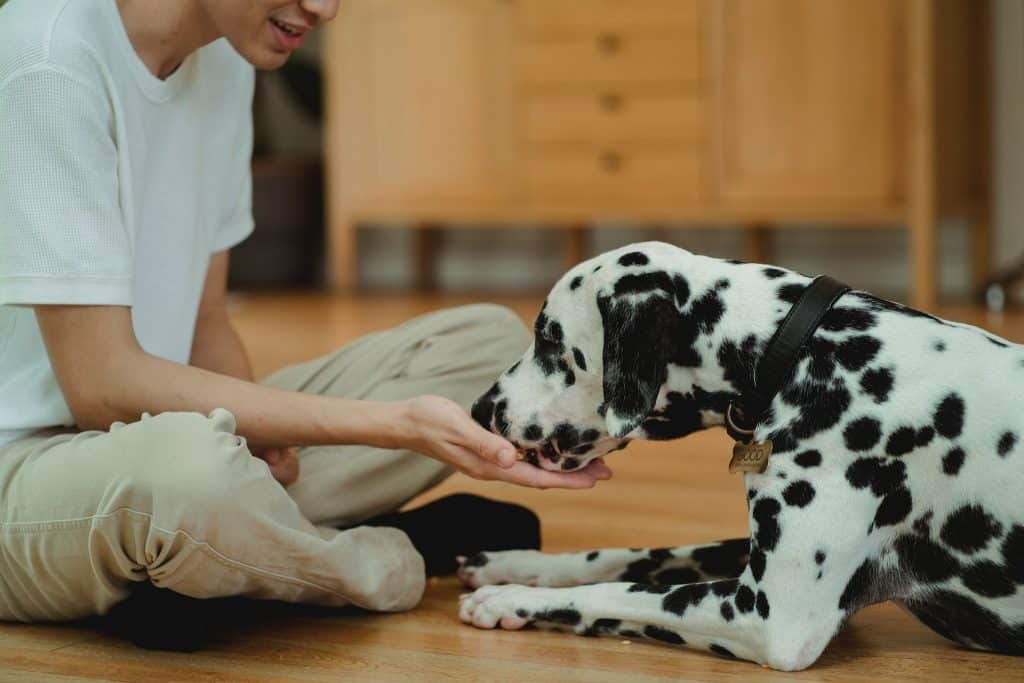 Man Feeding Sesame Seeds to Dalmatian