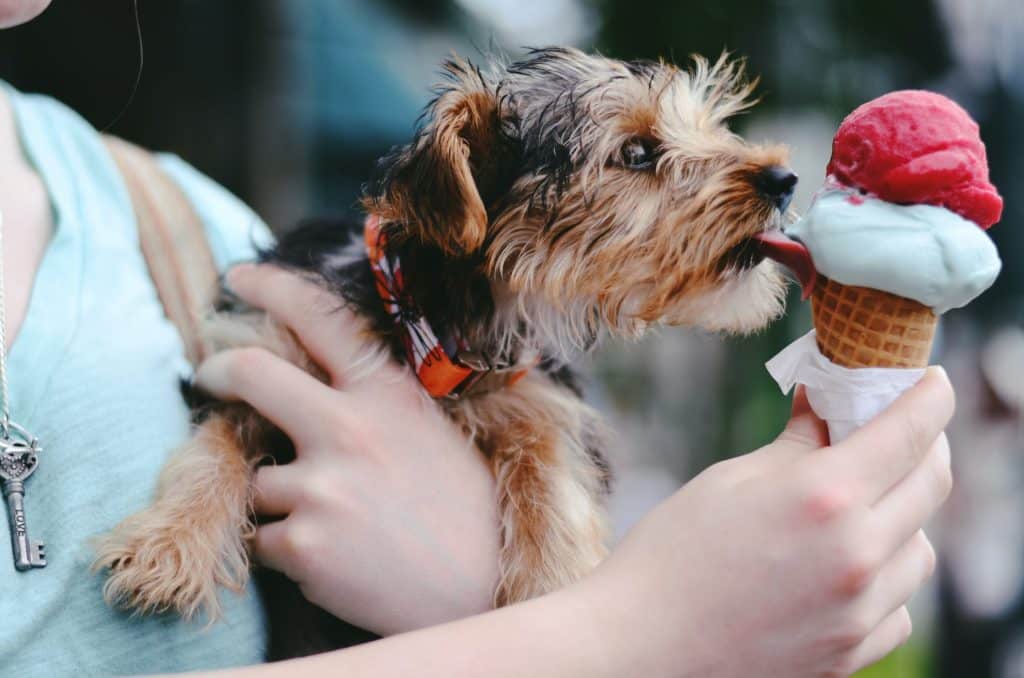 dog with ice cream