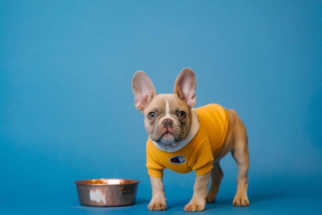 dog and bowl with plain blue background