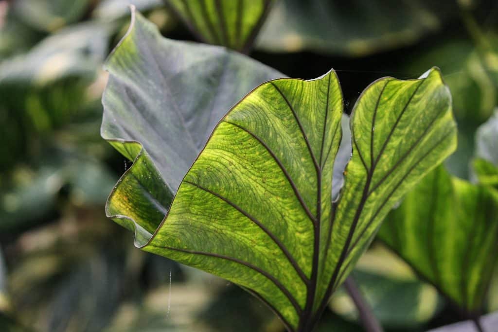 Leafy Taro Plant