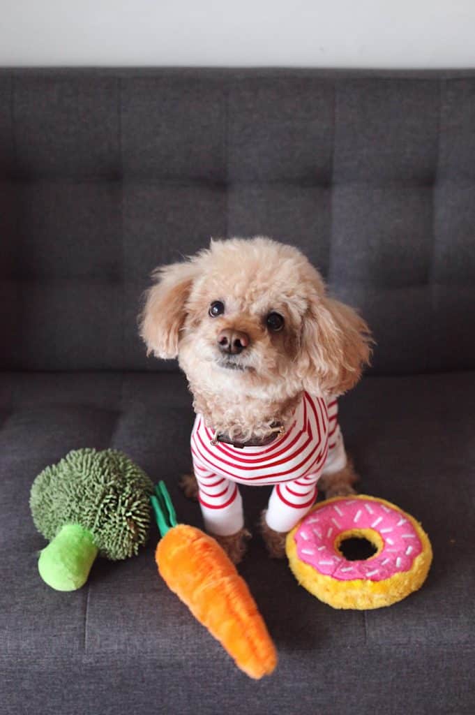 Brown Toy Poodle with Toy Veggies