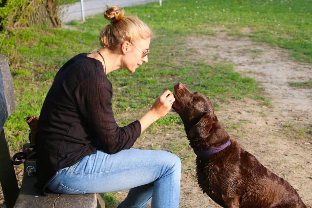 Giving your dog a treat