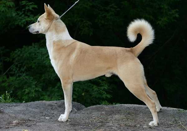 A Canaan dog standing sideways to the camera, on a lead, with a dark background.