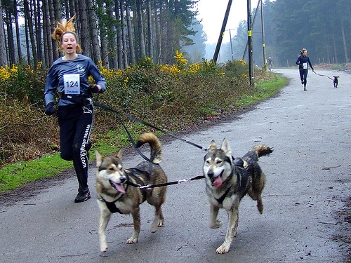 A woman in a blue top running with two dogs through a forest in a canicross race.