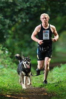 A woman in a black top and shorts running through a forest with a dog in a Canicross event