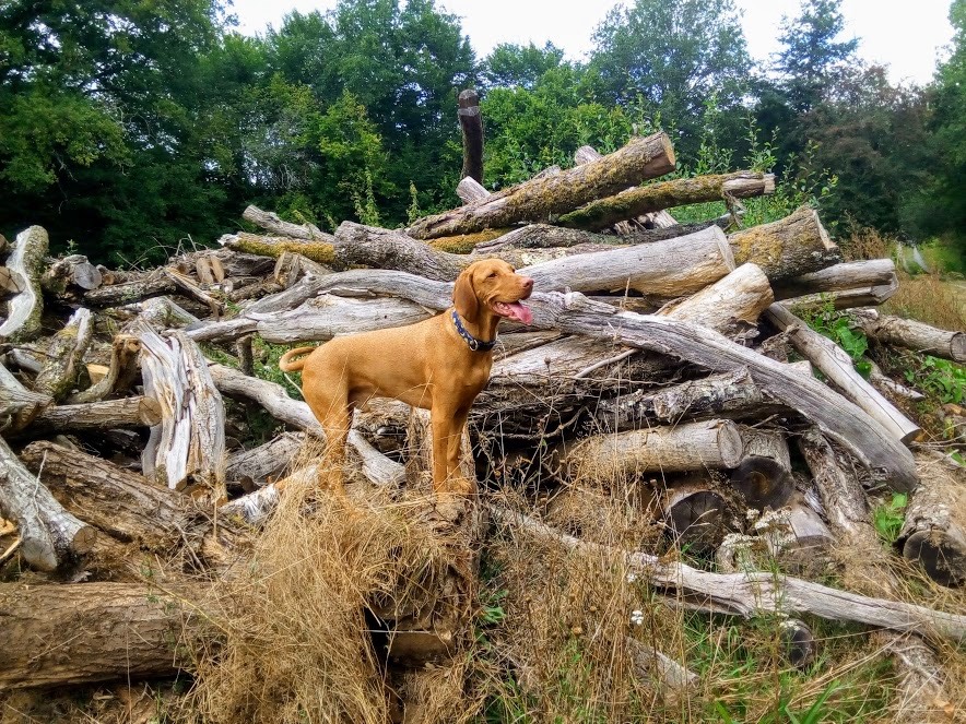 A hungarian Vizsla dog standing on a pile of logs in a wood