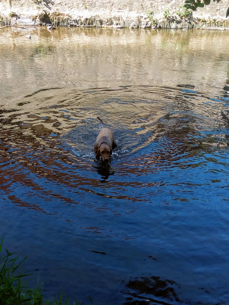 A Vizsla dog swimming across a dark river