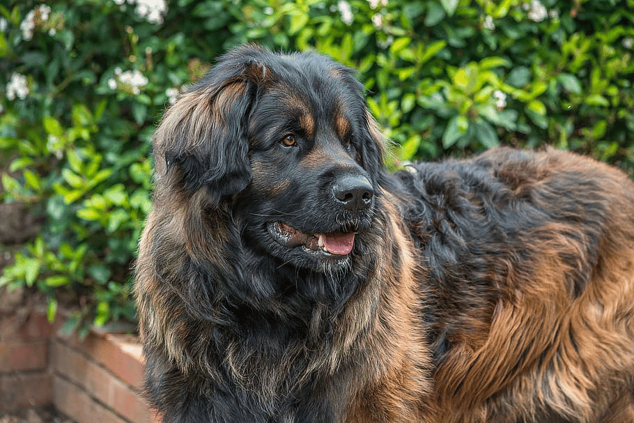 A dark brown and black Caucasian Shepherd dog standing outdoors, with a green hedge in the background.