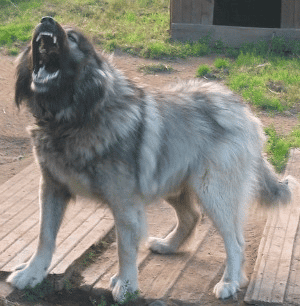 A Caucasian Shepherd Dog standing outdoors on a wooden deck, barking and showing his teeth.