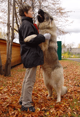 A Caucasian Shepherd Dog standing on his back legs with his front legs on a woman's shoulders, in an autumn setting.