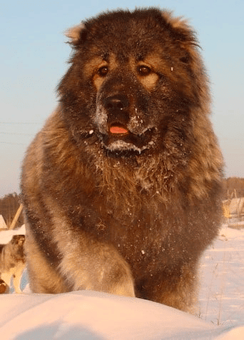 A Caucasian Shepherd dog sitting down on snow, facing the camera, looking left.