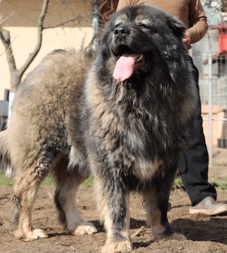 A big brown Caucasian Shepherd dog standing in a yard in the sunshine, looking to the left