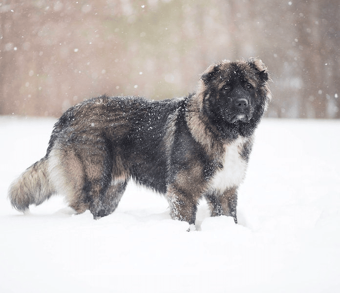 A Caucasian Ovcharka dog standing sideways to the camera, in snow, with bare trees in the distance.