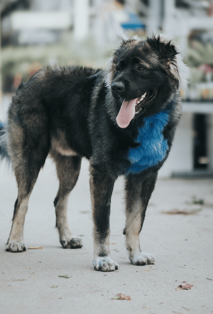 A Caucasian Ovcharka with a trimmed coat standing in a street setting.