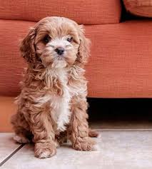 How-big-full-grown-cavapoo