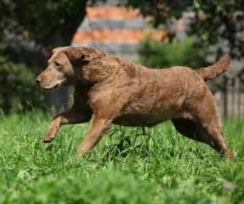 A Chesapeake Bay Retriever running on grass