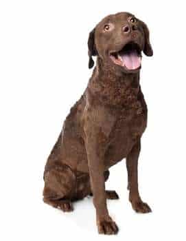 A Chesapeake Bay Retriever sitting down looking at the camera, against a white background