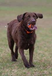 brown a Chesapeake Bay Retriever running on grass with a red ball in its mouth