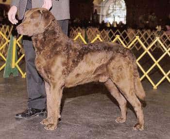 A Chesapeake Bay Retriever standing sideways to the camera, at a dog show