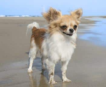 A Chihuahua dog standing on a beach by the sea, facing the camera