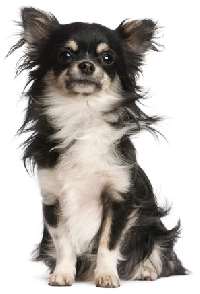 A long-haired Chihuahua sitting facing the camera, with a white background