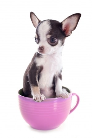 A Chihuahua Puppy sitting in a teacup