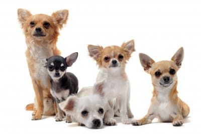 Five dogs sitting next to each other in line, including a Chihuahua, against a white background