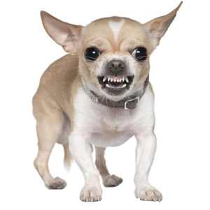 A Chihuhua baring its teeth straight at the camera