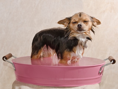 A Chihuahua with a wet coat, standing in a small pink bath with its eyes closed.