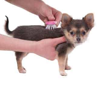 A Chihuahua being held in one hand and being brushed with the other hand