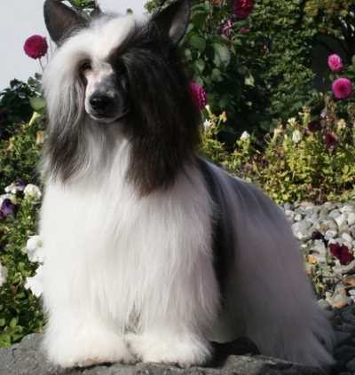 A powderpuff Chinese Crested dog standing in a park with trees behind