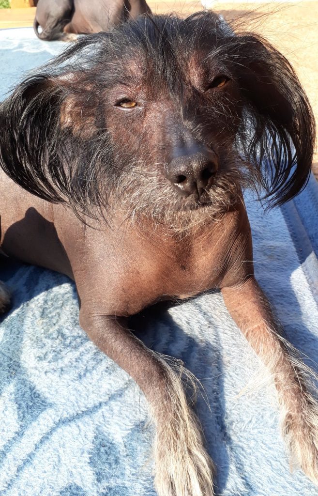 A Chinese Crested dog lying on a towel in the sun