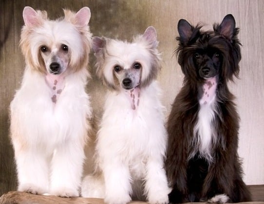 One black and two white Chinese Crested dogs sitting next to each other in a row, looking at the camera