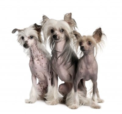 Three dogs of the Chinese Crested Hairless Variety, sitting down and looking at the camera, against a white background