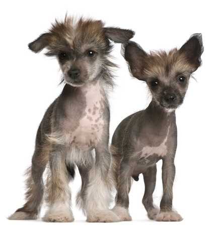 Two Chinese Crested Puppies standing next to each other, with a white background