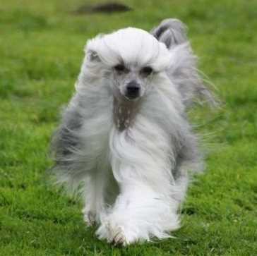 A Powderpuff Variety Chinese Crested with long white hair running towards the camera on a grass field