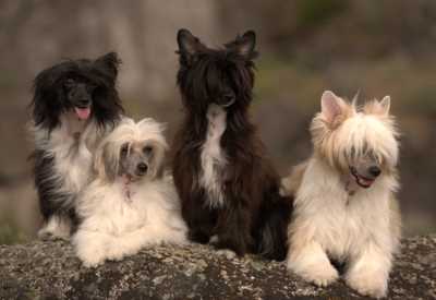 Four Chinese Crested dogs sitting together with a dark background