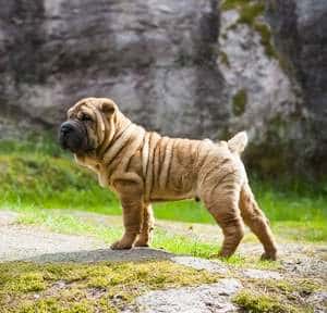 A Chinese Shar Pei dog standing sideways to the camera, on a grassy mound with a black rock face in the background