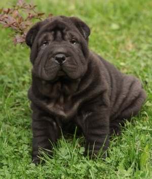 A black Chinese Shar Pei sitting on grass, looking up at the camera