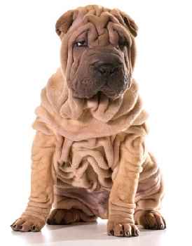 A light brown Chinese Shar Pei dog sitting down, showing his wrinked skin, against a white background