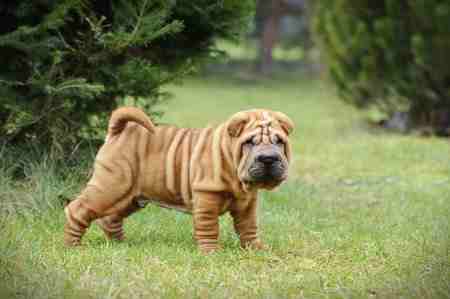 A Chinese Shar Pei puppy standing on a grass field with trees in the background