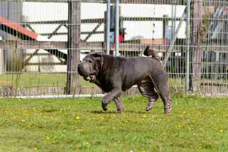 A black Chinese Shar Pei dog walking on grass in a compound