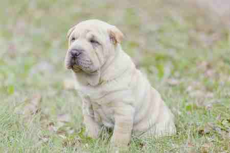 A white Chinese Shar Pei sitting down on grass