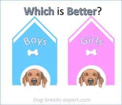 Choosing the right breed dog