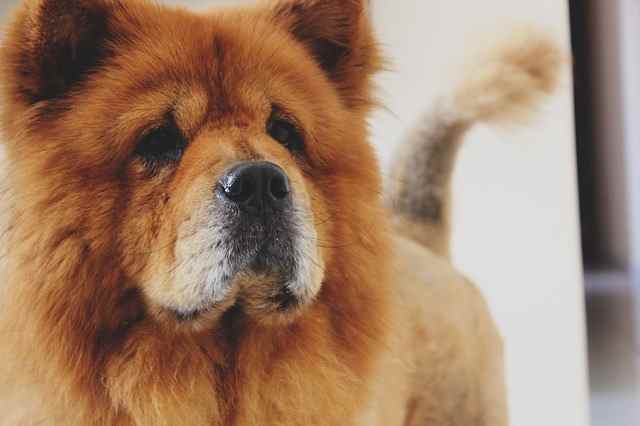 A Chow Chow Dog close up looking past the camera