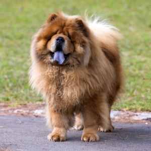 A Chow Chow standing on a path, showing its blue tongue, with grass in the background