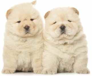 Two white Chow Chow Puppies sitting side by side against a white background