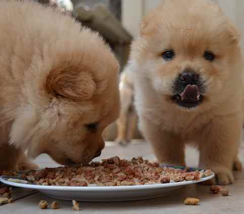 Two Chow Chow puppies eating food off a plate on the floor