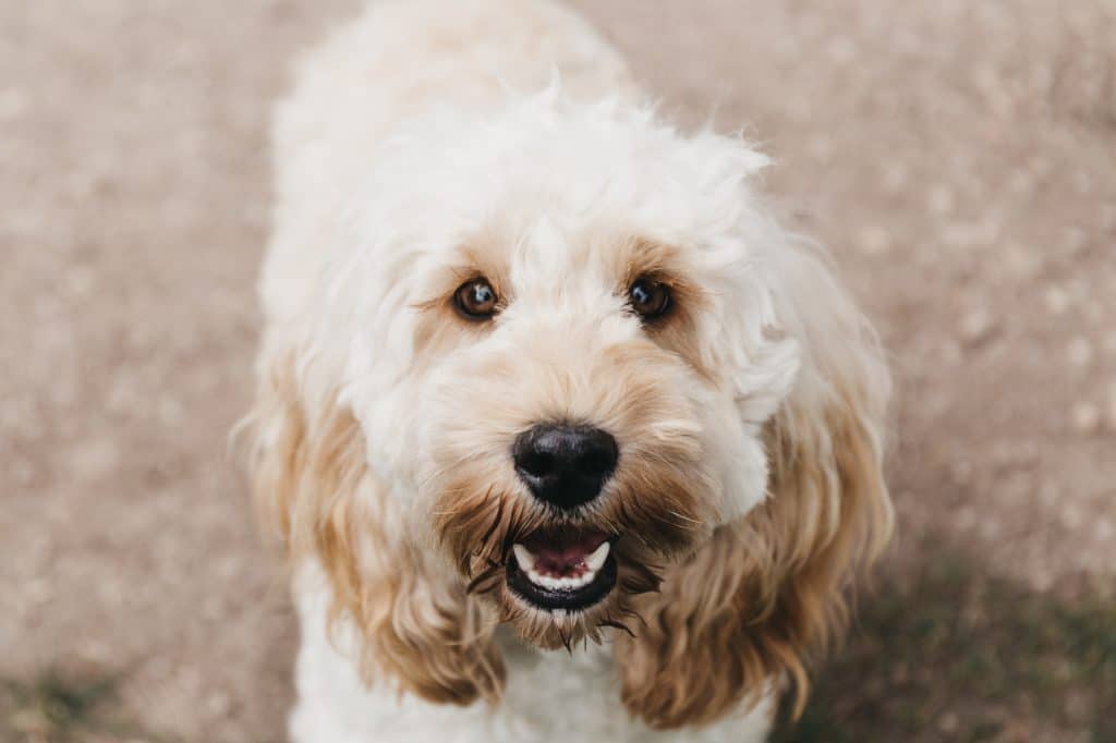 Cute Labradoodle Puppy in Florida